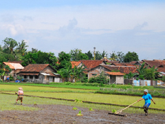 Petani di sawah